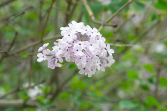 丁香花开