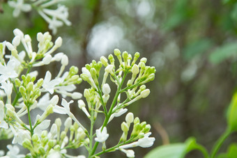 白色丁香花