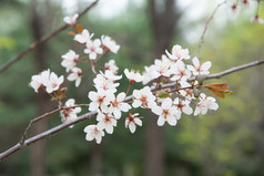 春天紫叶李