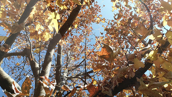 实拍阳光穿透金色树叶漂亮树木高清视频素材