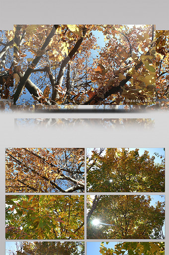 实拍阳光穿透金色树叶漂亮树木高清视频素材图片