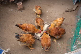 农家养殖的鸡