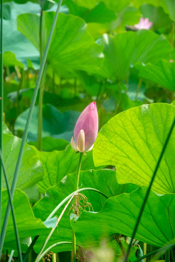 含苞待放的荷<strong>花</strong>