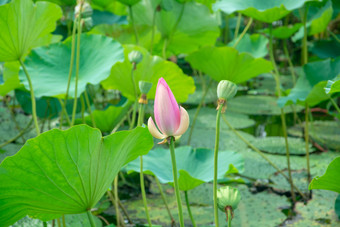 含苞待放的荷<strong>花</strong>