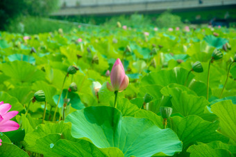 含苞待放的荷<strong>花</strong>