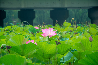 盛开的<strong>荷花</strong>