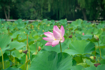 盛开的荷<strong>花</strong>