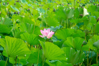 盛开的荷<strong>花</strong>