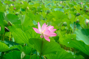 盛开的<strong>荷花</strong>