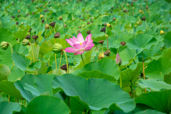 盛开的荷<strong>花</strong>