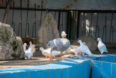 儿童乐园中的白鸽与鸭子