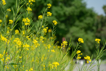 小花糖芥油菜花