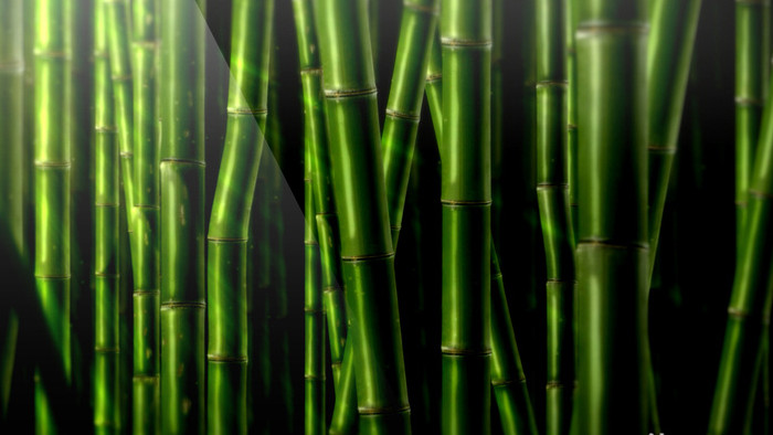 青葱的密集竹林循环视频素材LED背景视频