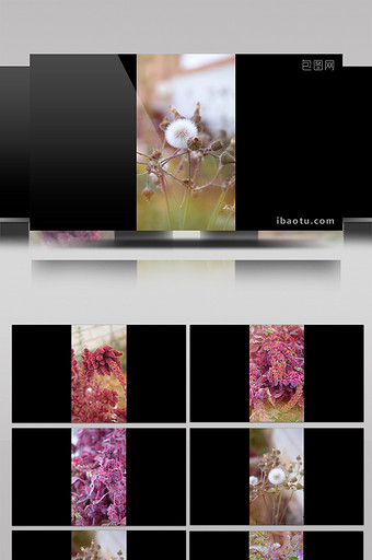 竖拍漂亮植物小花高清视频素材图片