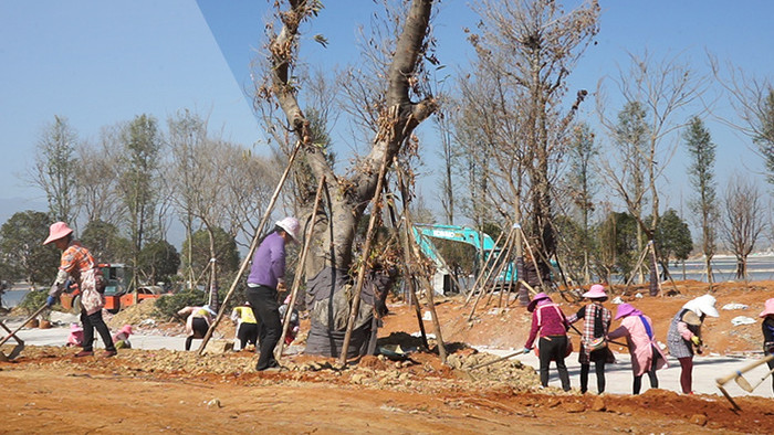 实拍百人种树场景高清视频素材