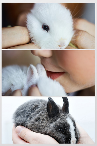 大眼兔子高清摄影图片下载