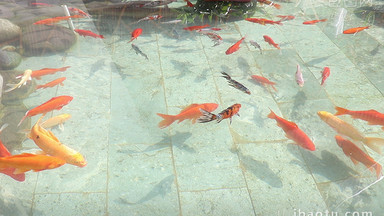 鱼游动视频素材