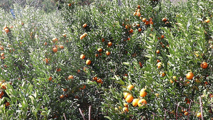 实拍冬天桔子橘子挂满树上高清视频素材