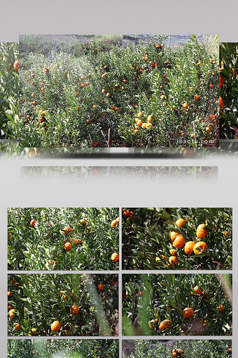 实拍冬天桔子橘子挂满树上高清视频素材图片