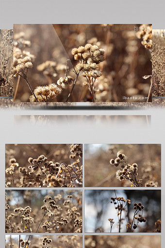 微距实拍冬天荒地里漂亮野草高清视频素材图片