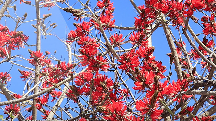 视频拍牛角花高清视频素材