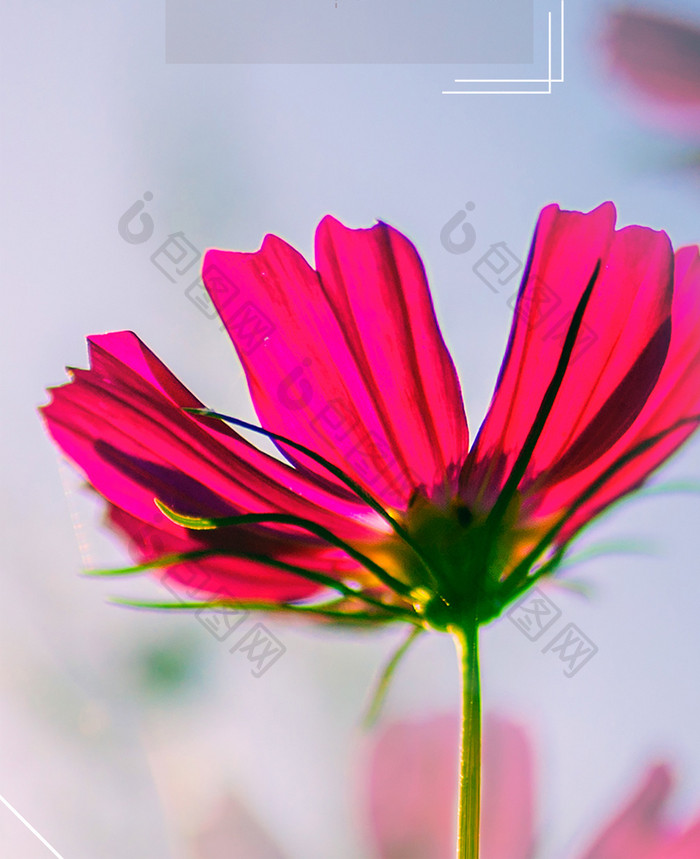 清新花朵情感励志早安手机海报