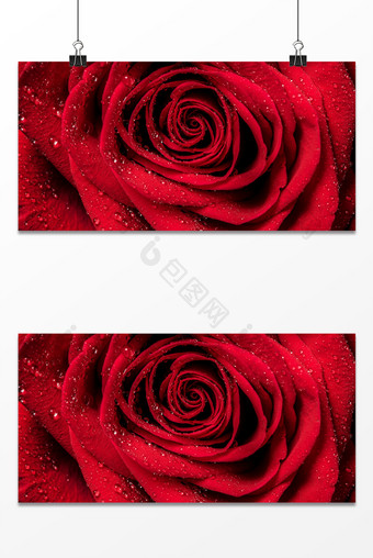 红色玫瑰浪漫梦幻花瓣情人节简约背景图片