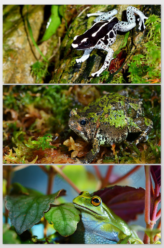 绿色调带保护色的青蛙摄影图