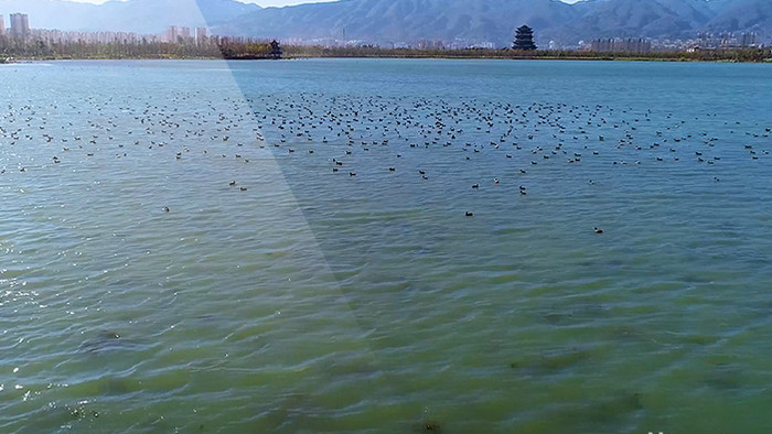 航拍湖中野鸭震撼场面4K50帧超清视频