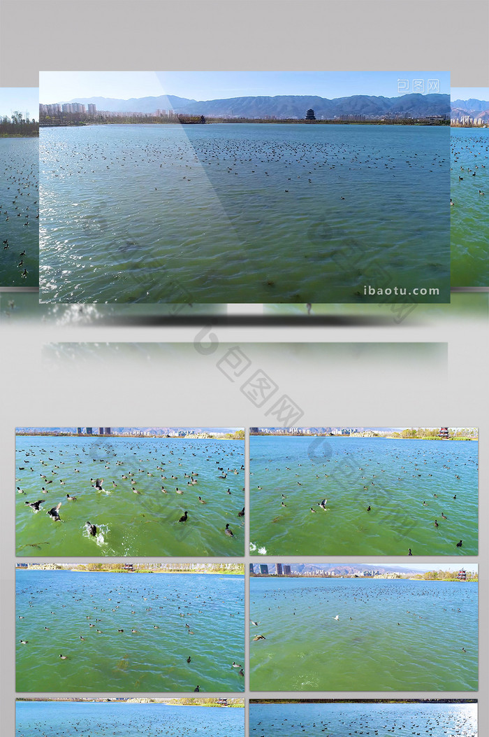 航拍湖中野鸭震撼场面4K50帧超清视频