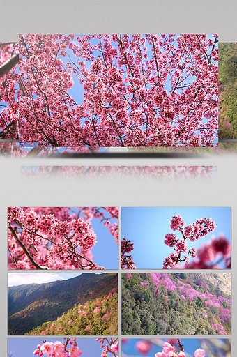 航拍实拍云南野山樱樱花高清视频素材图片