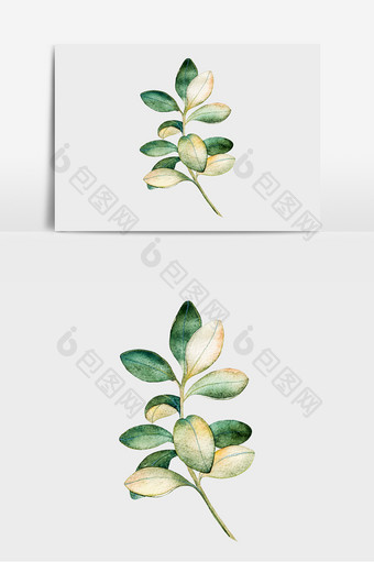 彩绘植物设计元素图片