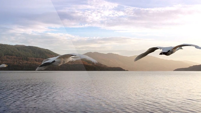 湖面上飞翔的大雁实拍素材