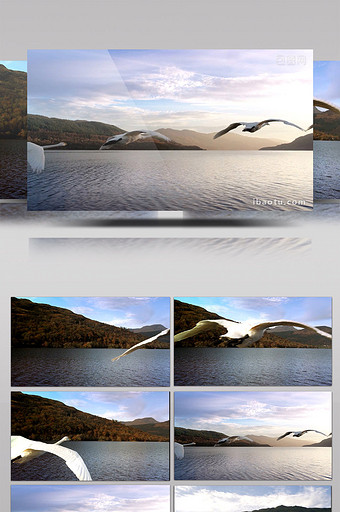 湖面上飞翔的大雁实拍素材图片