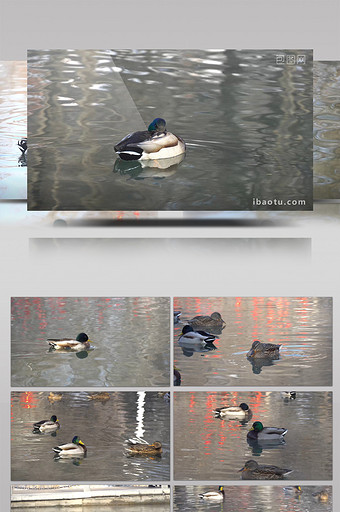 湖中的绿头鸭4K实拍图片