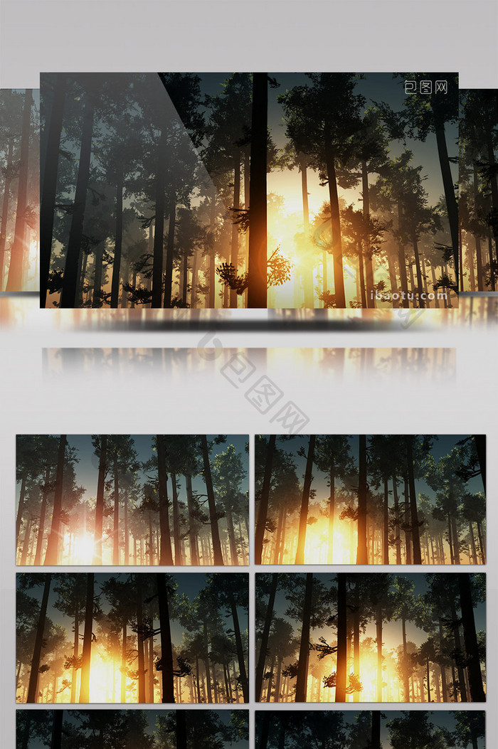夕阳下的树林 逆光拍摄实拍