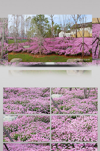 野花紫色图片 野花紫色素材 包图网