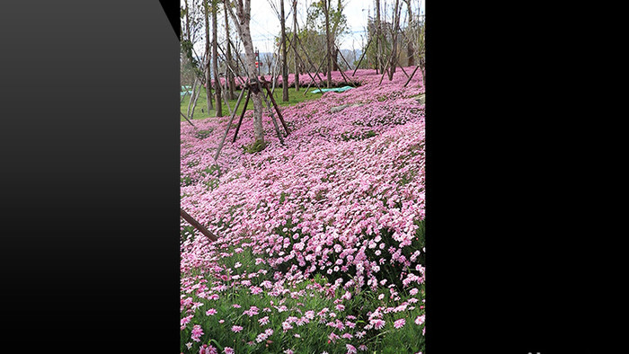 竖拍公园大面积紫色万寿菊高清视频素材