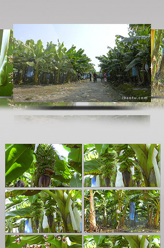 实拍给香蕉树浇水开花的香蕉高清视频素材图片