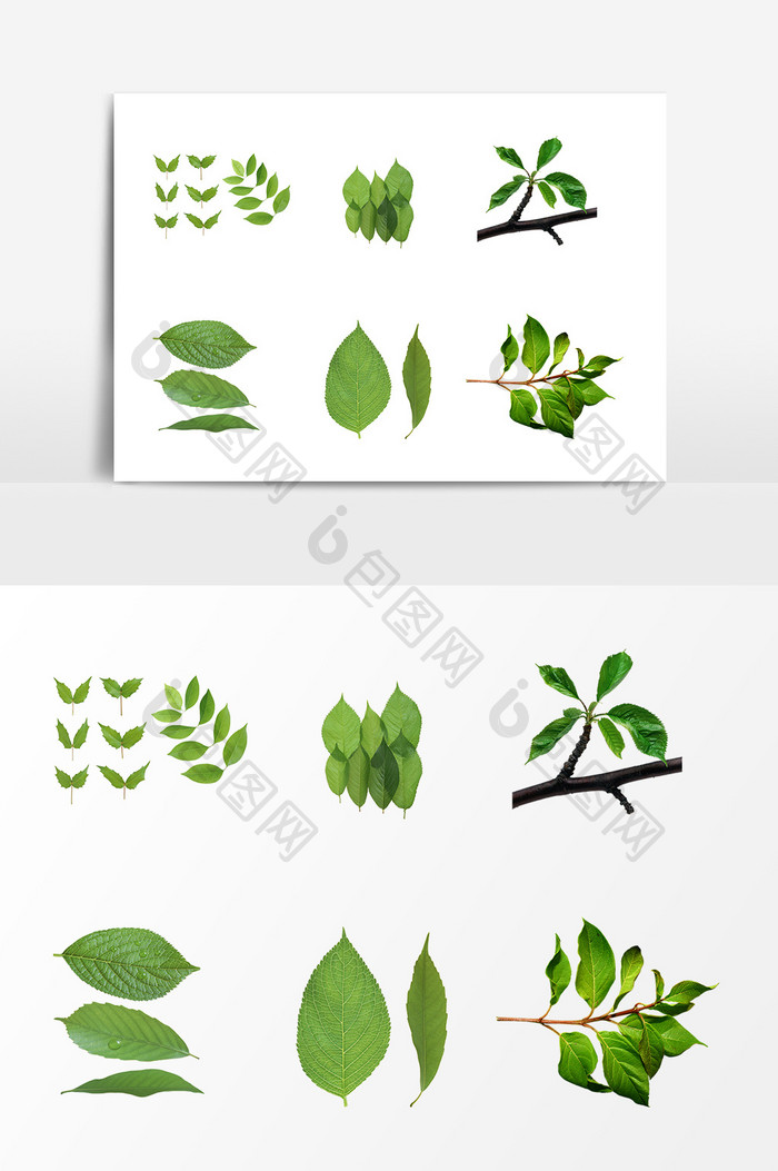 绿叶植物元素设计