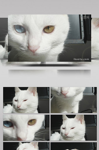 慢动作下的可爱白猫图片