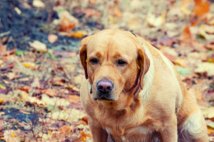 犬吠群体影视综艺音效