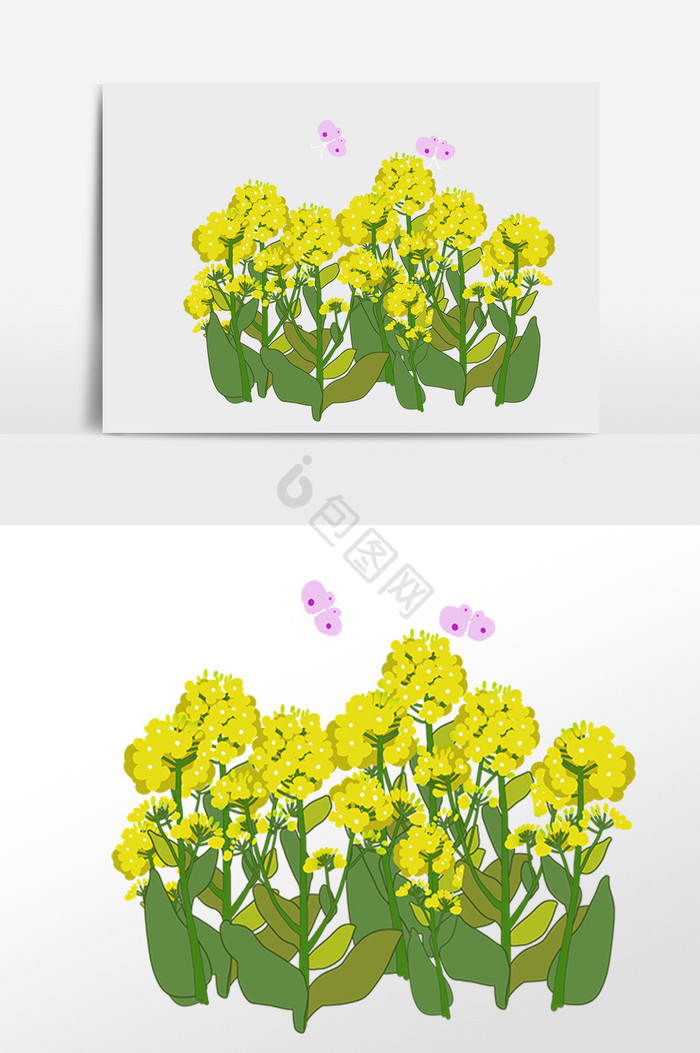 油菜花插画图片下载-包图网