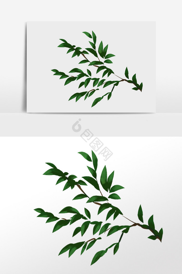 植物树叶枝插画图片