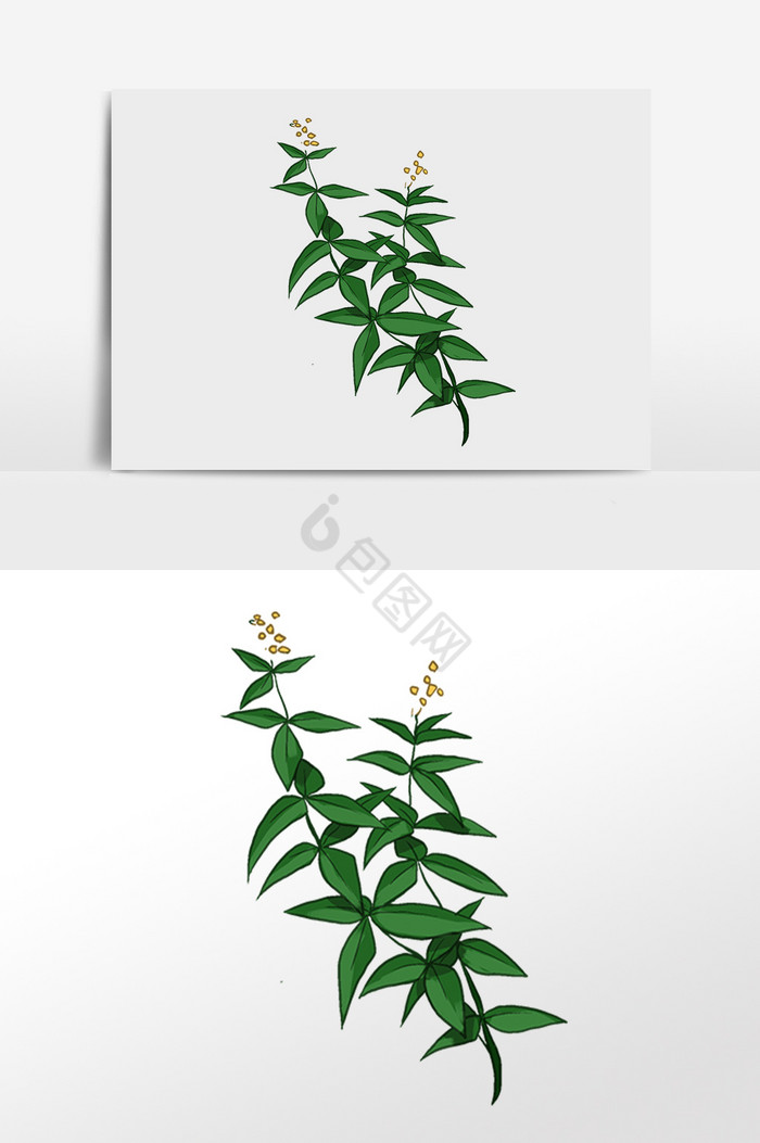 植物花草插画图片