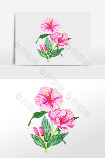 手绘植物粉色喇叭花插画图片