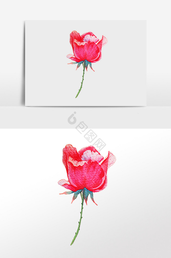植物玫瑰插画图片
