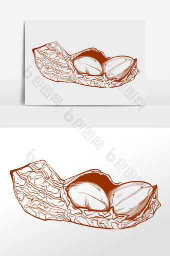 手绘线描农作物花生仁插画图片