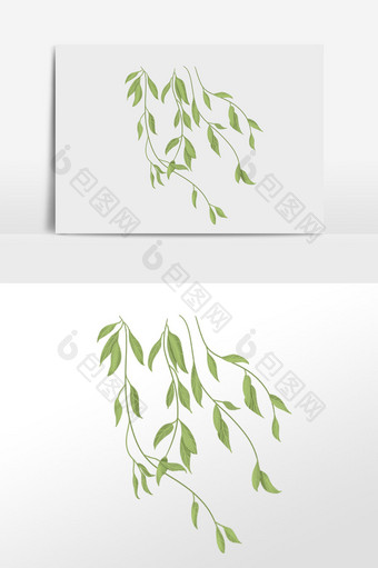 手绘春季植物柳叶柳条插画图片