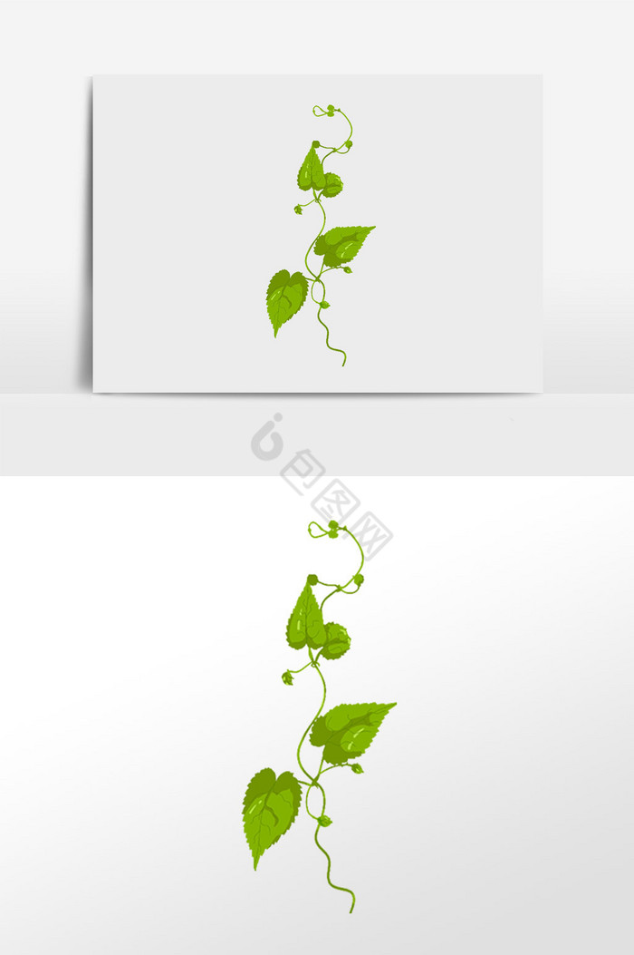 植物丝藤装饰插画图片